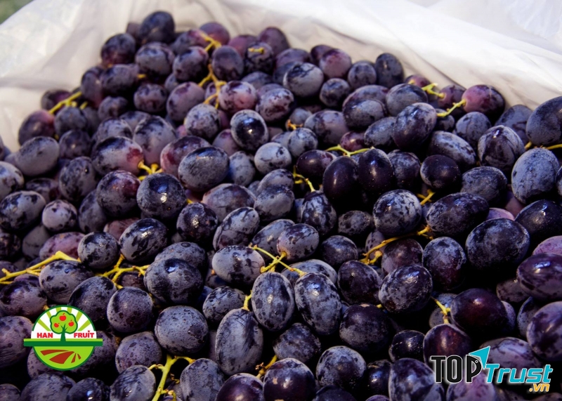 Trái cây nhập khẩu - Han Fruit
