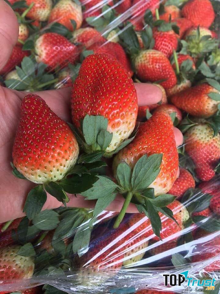 Trái cây sạch Thoa Vũ