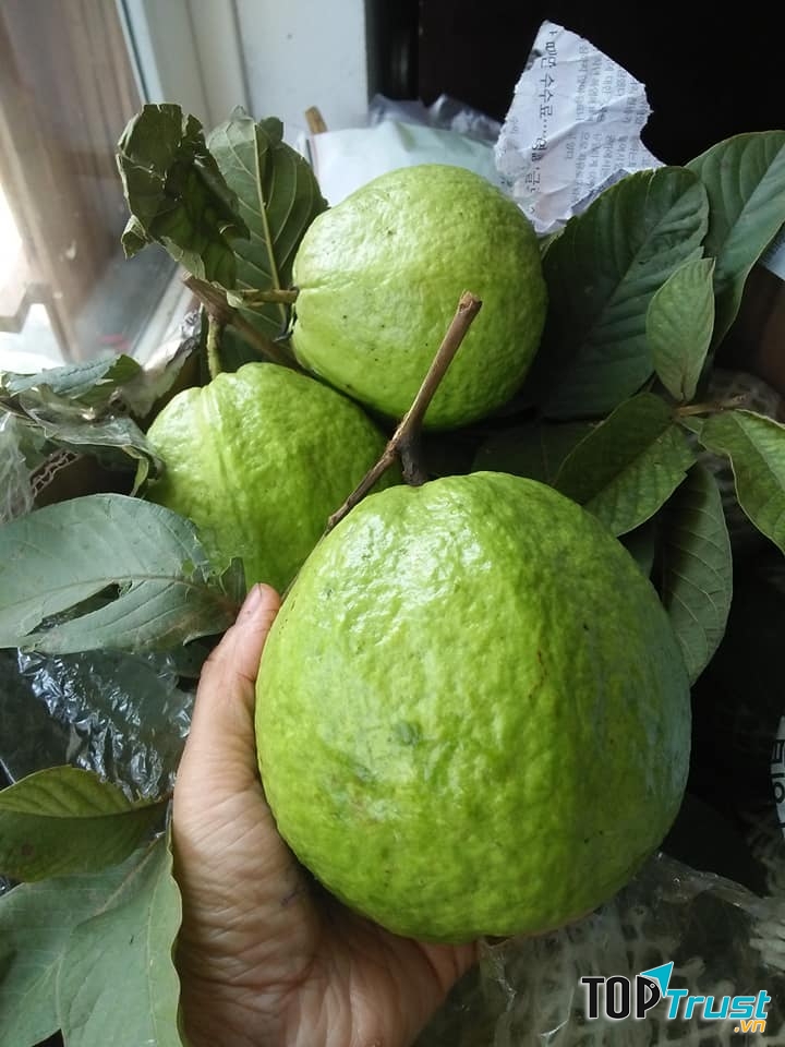 Trái cây sạch Thoa Vũ