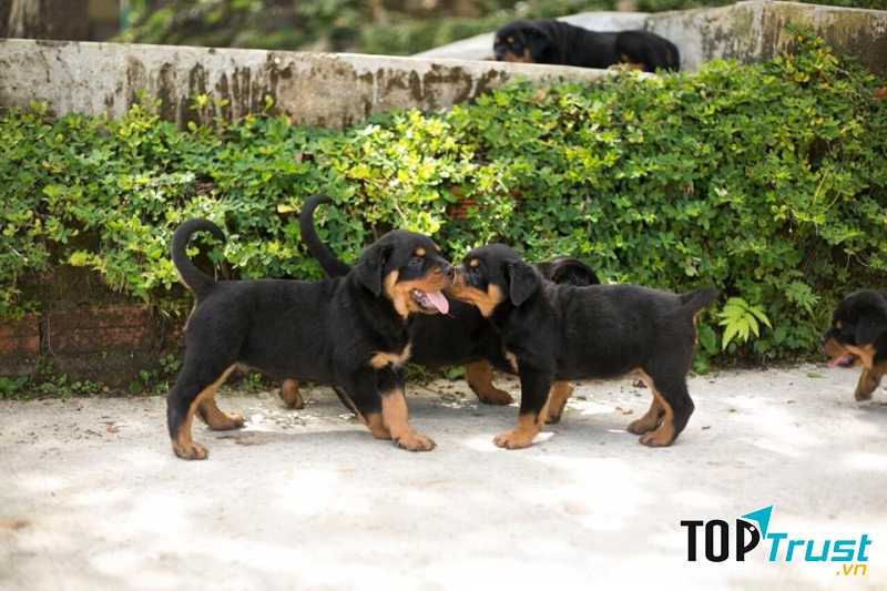 Trại chó Ba Dương