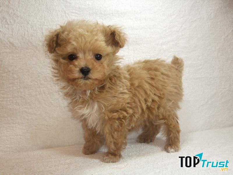 Trại chó Bình Xoáy Thái