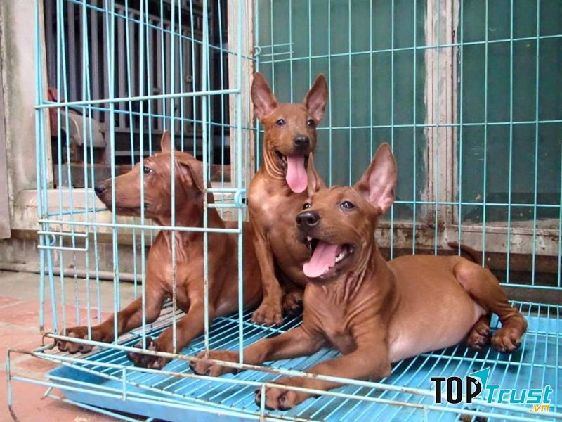 Trại chó Bình Xoáy Thái