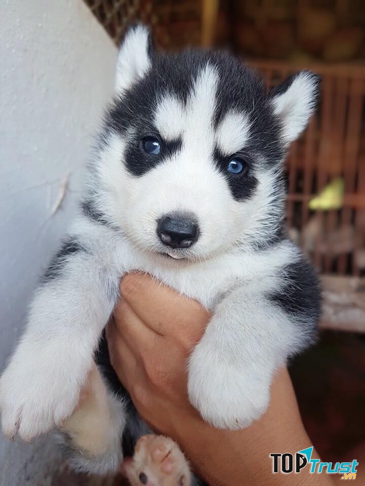 Trại chó Nguyễn Thành Kennels