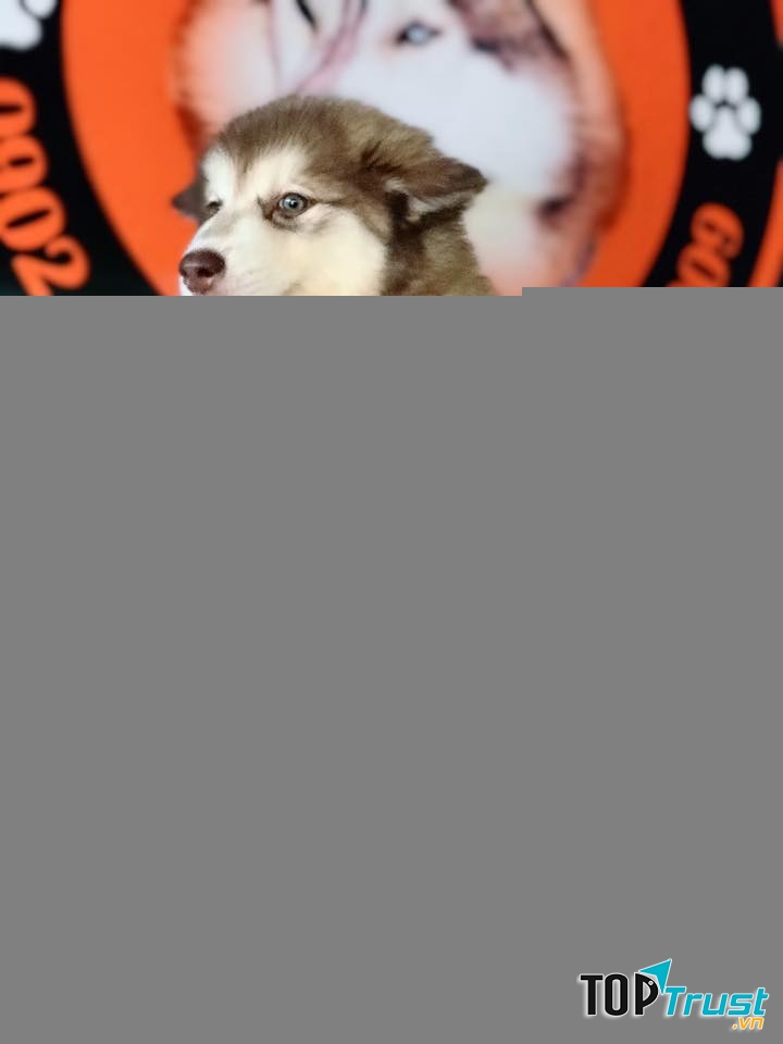 Trại Chó Nguyễn Thành (NGUYỄN THÀNH KENNELS )