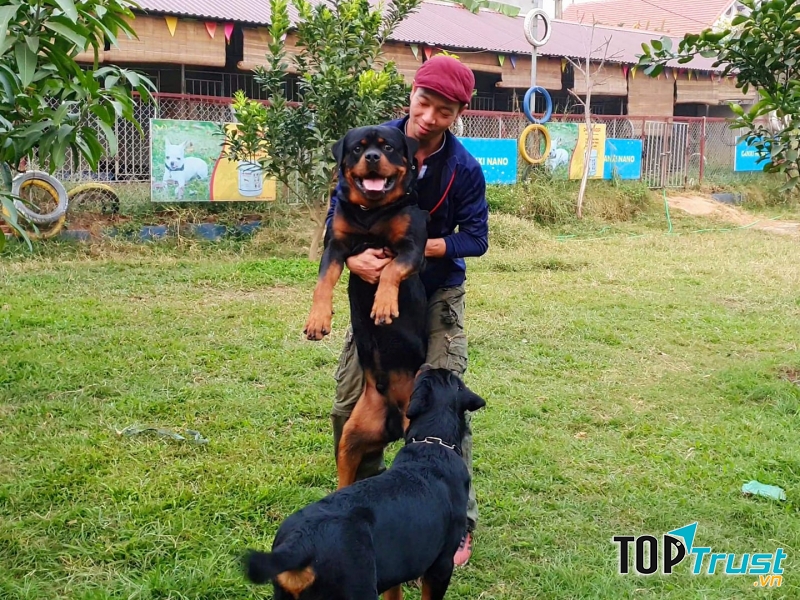 Trại chó Rottweiler Gervi