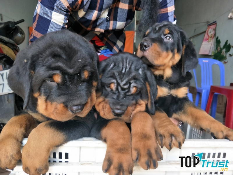 Trại chó Rottweiler Phúc Hậu