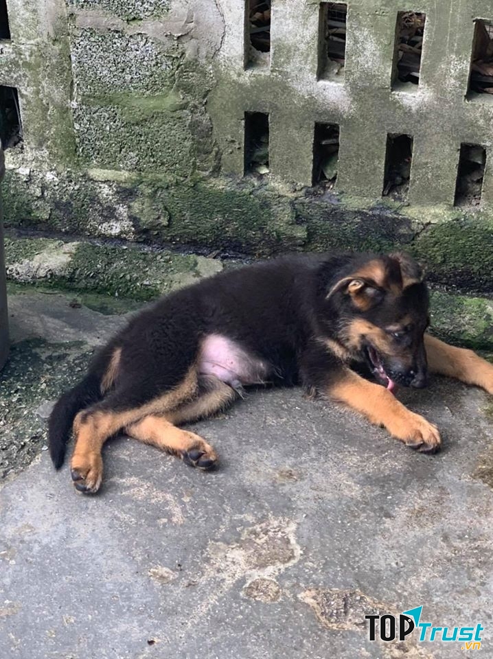 Trại Chó Thanh Hóa Ngọc Lốc