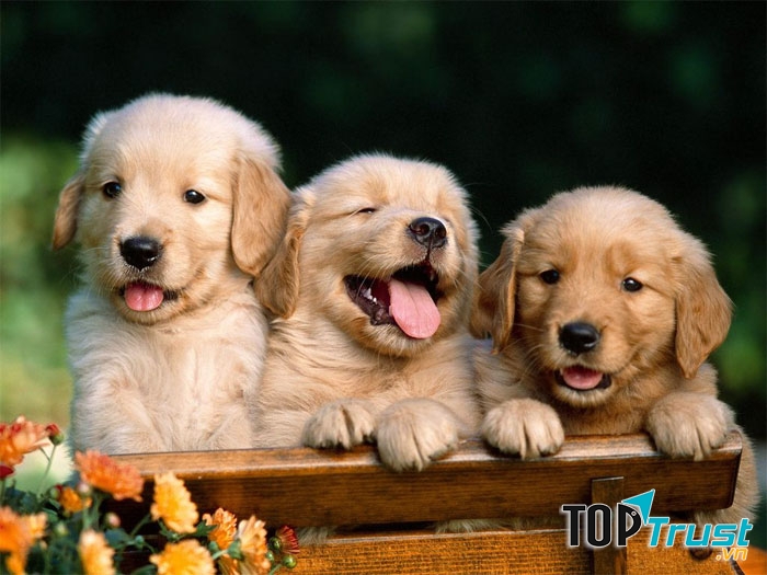 Trại chó Tiến Minh