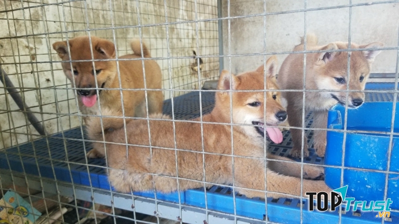 Trại F8 Kennel