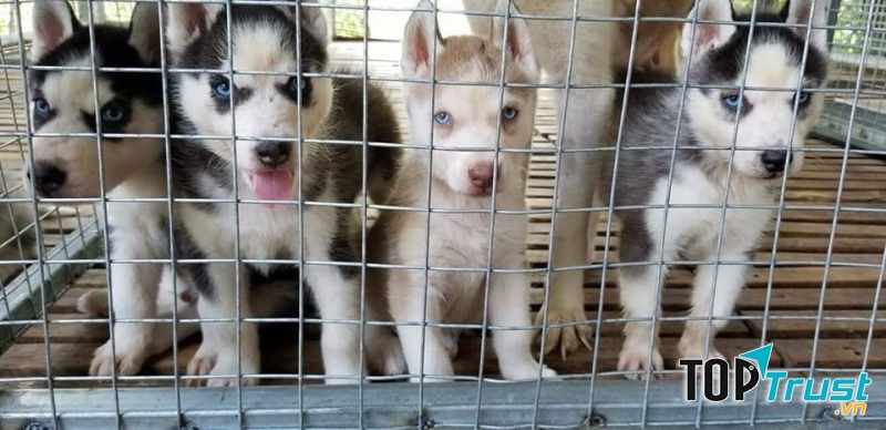 Trại F8 Kennel
