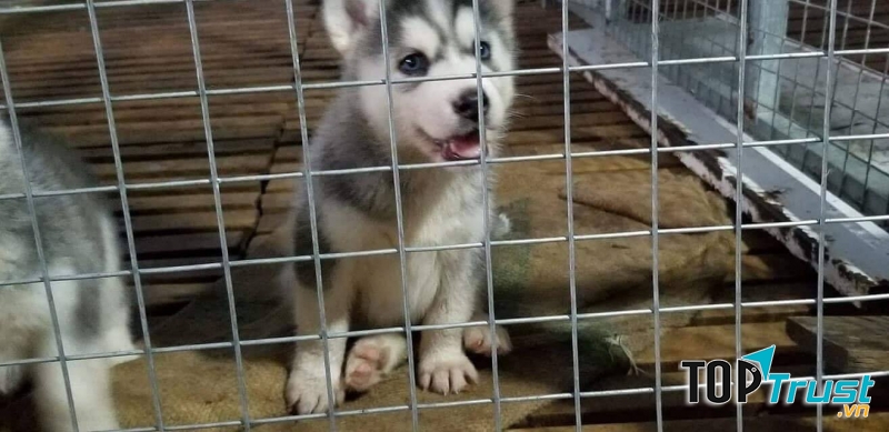 Trại F8 Kennel