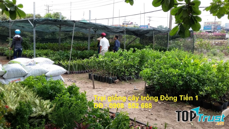 Trại giống cây trồng Đồng Tiến 1