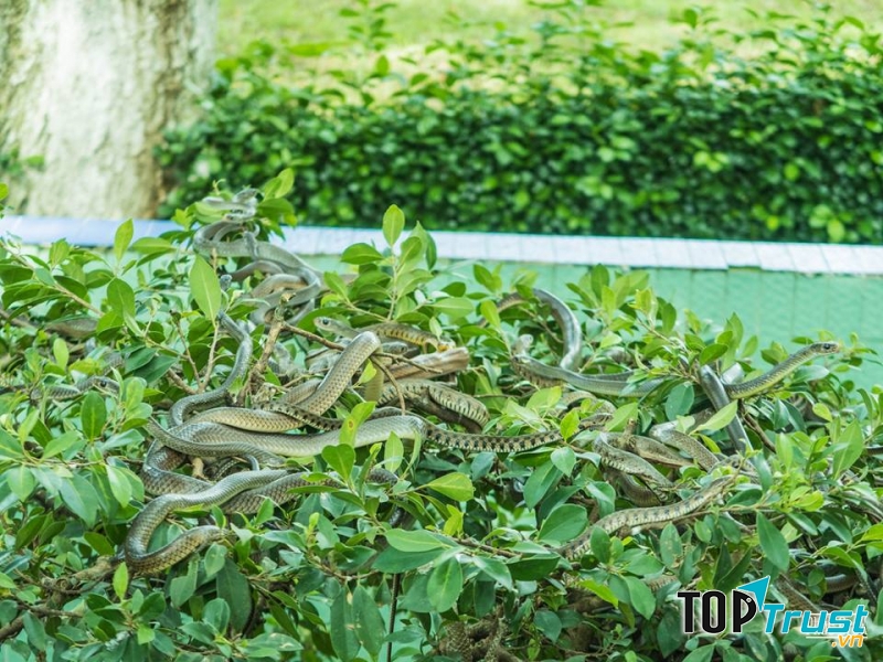 Trại rắn Đồng Tâm