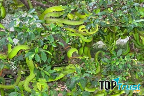 Trại rắn Đồng Tâm- tỉnh Tiền Giang
