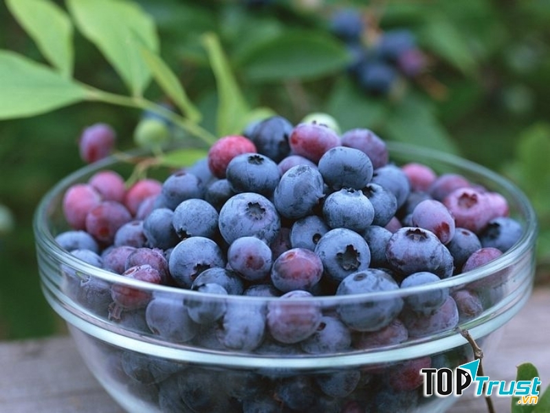 Việt quất còn chứa hợp chất anthocyanin có lợi cho vùng trí nhớ trên não