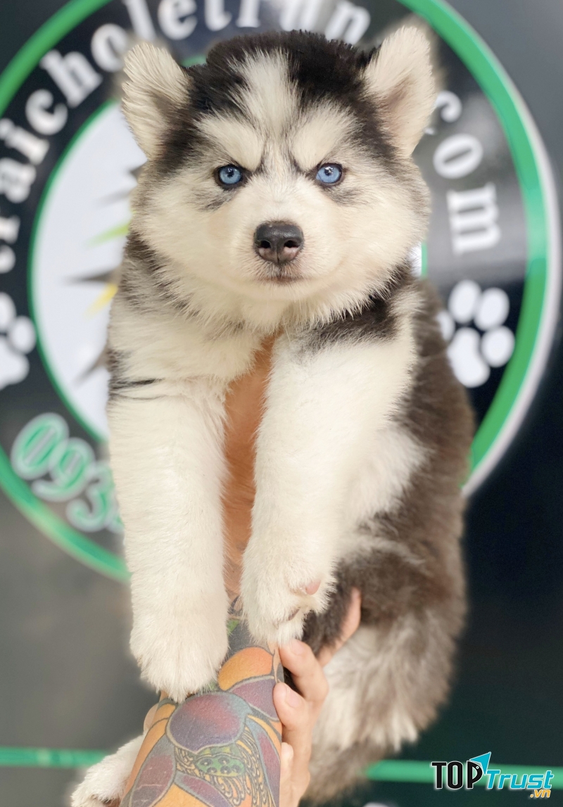 Cún yêu tại Trai chó Lê Trung