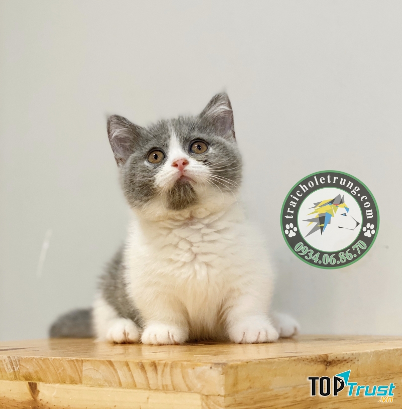 Bé mèo đáng yêu Trại chó Lê Trung