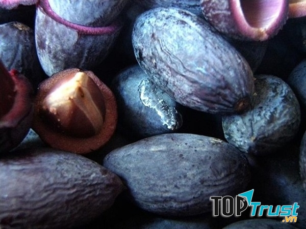 Quả trám đen Hà Châu