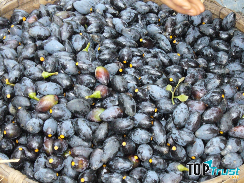 Trám đen Hà Châu.