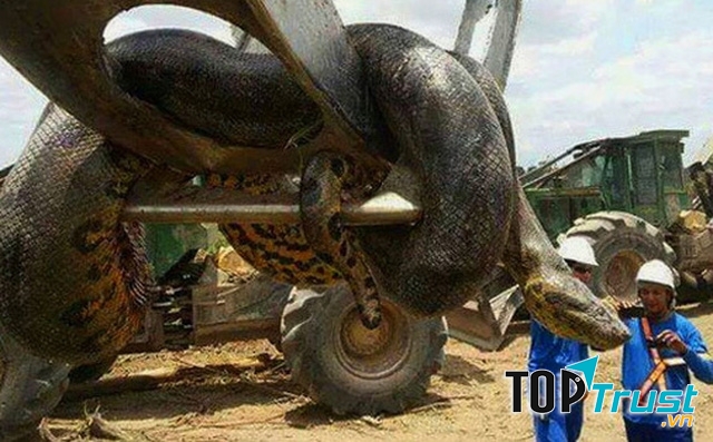 Trăn Anaconda