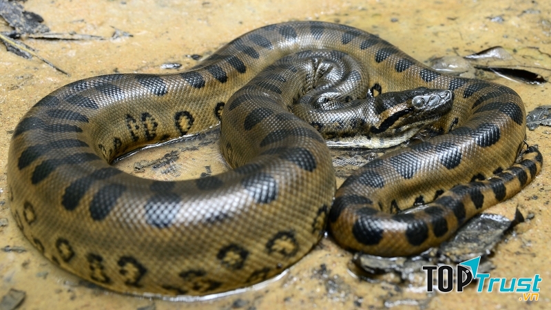 Trăn Anaconda