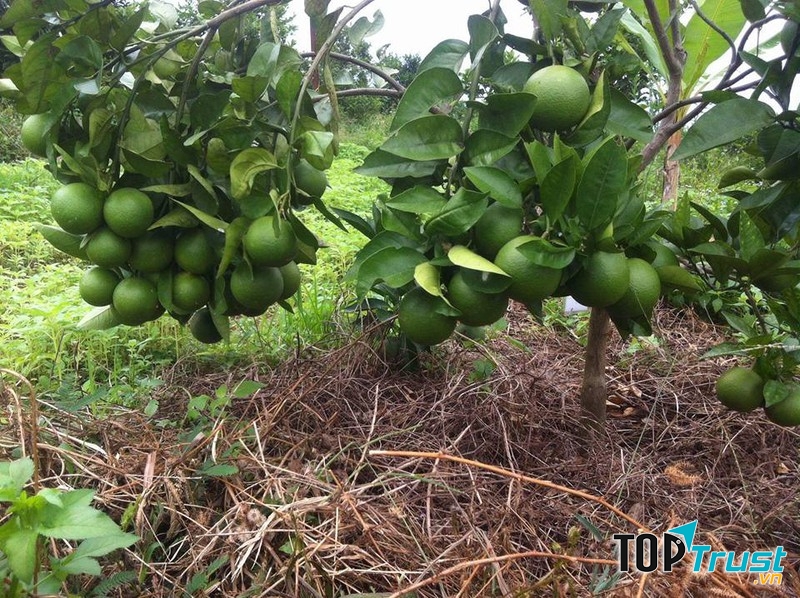 Trang Trại Cam sinh thái Lam Định