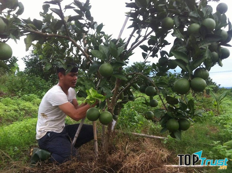 Trang Trại Cam sinh thái Lam Định