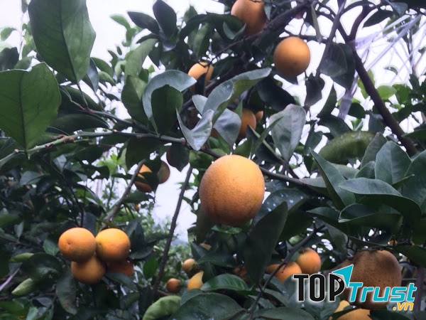 Trang trại cam Vinh Trần Gia