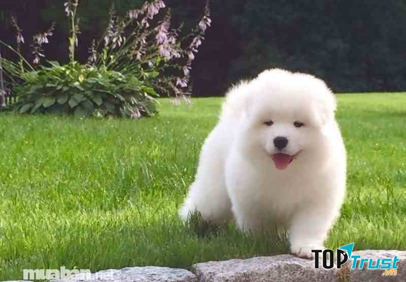 Trại chó đoàn gia