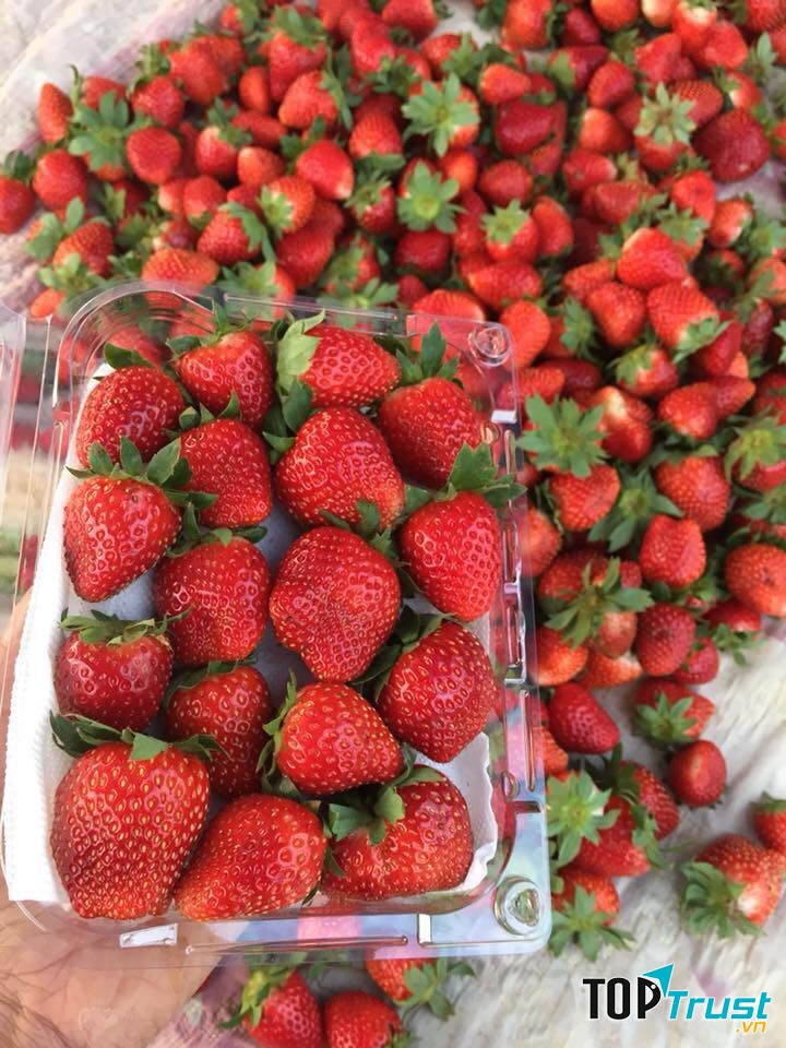 Vì có thâm niên lâu nhất về kỹ thuật chăm sóc dâu nên sản phẩm được tạo ra có chất lượng không thể chê vào đâu được