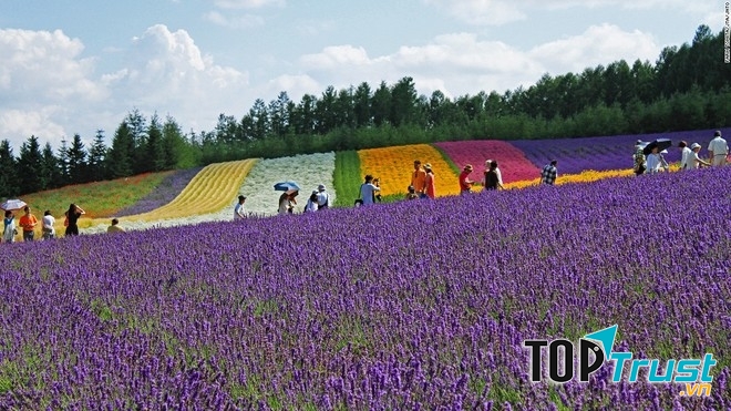 Trang trại Tomita (Hokkaido)