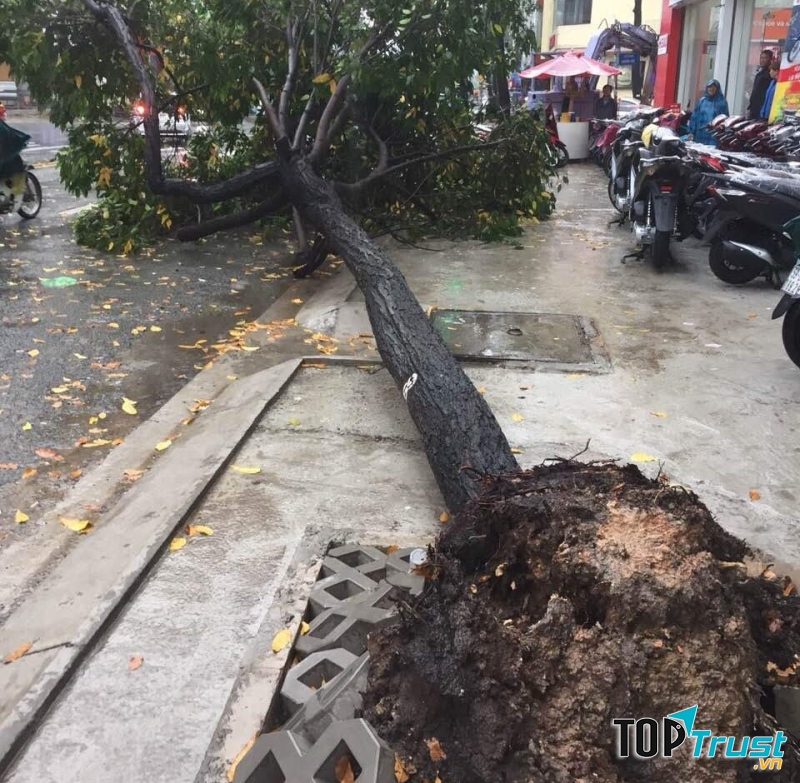 Tránh đi đoạn đường nhiều cây