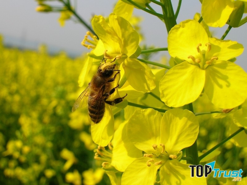 Tránh xa phấn hoa để chống dị ứng