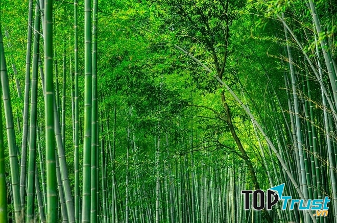 Tinh chất từ tre thường được đưa vào các dòng sản phẩm chăm sóc cơ thể, chăm sóc da