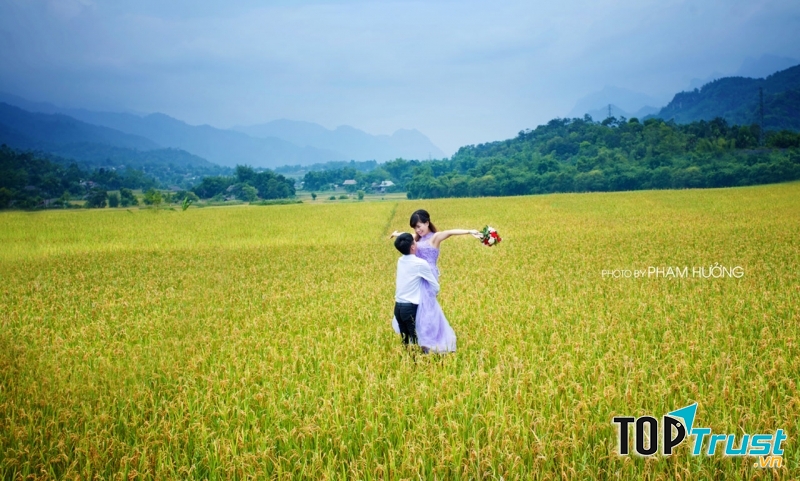 Trên cánh đồng lúa mênh mông