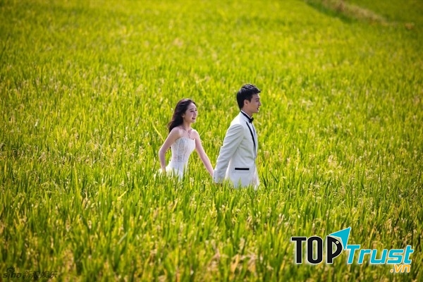 Trên cánh đồng lúa mênh mông