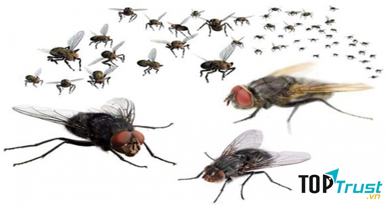 Ruồi  không những gây khó chịu mà còn mang trong mình nhiều mầm bệnh nguy hiểm như tiêu chảy, nhiễm trùng da và mắt.