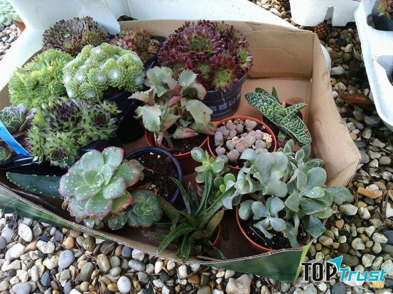 Treo's Garden