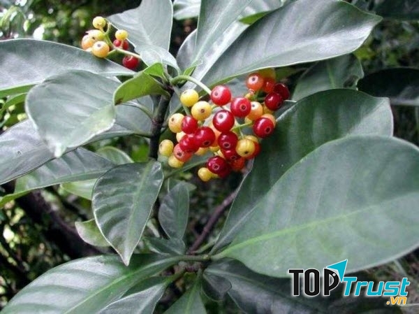 Lá lấu giúp tiêu viêm cực kì tốt