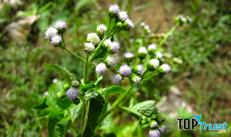 Cỏ hôi - bài thuốc tốt chữa bệnh xương khớp