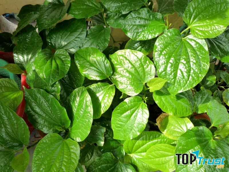 Lá lốt - bài thuốc tốt chữa bệnh xương khớp