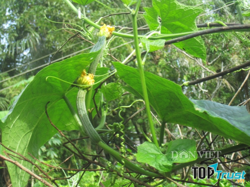 Lá mướp hương - bài thuốc tốt chữa bệnh xương khớp