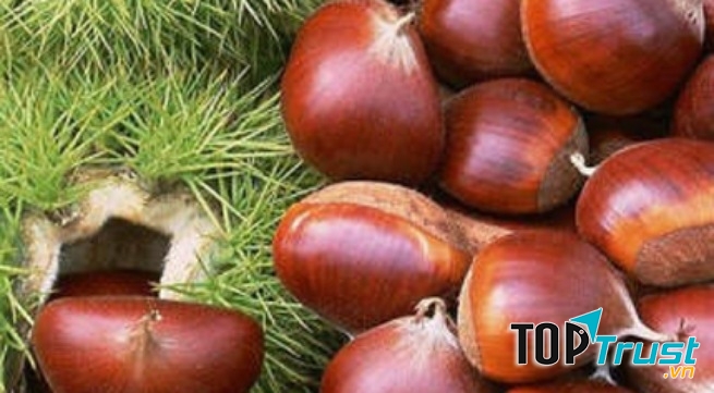 Trị hen suyễn, thận và khí hư ở người già