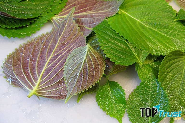 Trị ho bằng lá tía tô