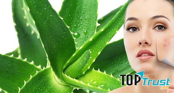 Nha đam có khả năng trị mụn