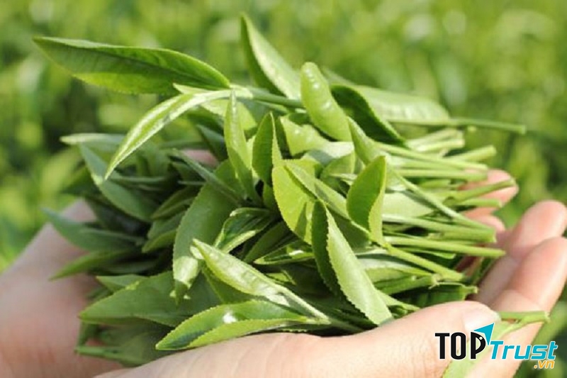 Xông hơi bằng nước trà xanh để trị mụn ẩn