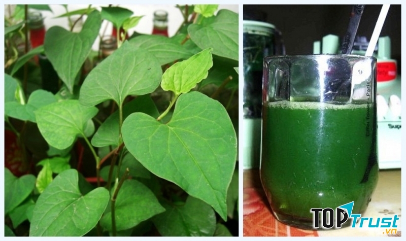 Nước ép rau diếp cá