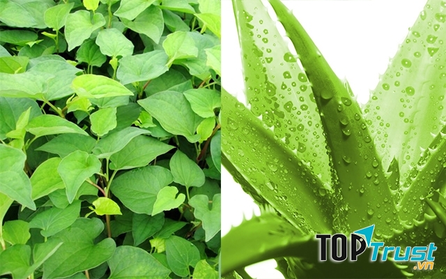 Rau diếp cá và lô hội