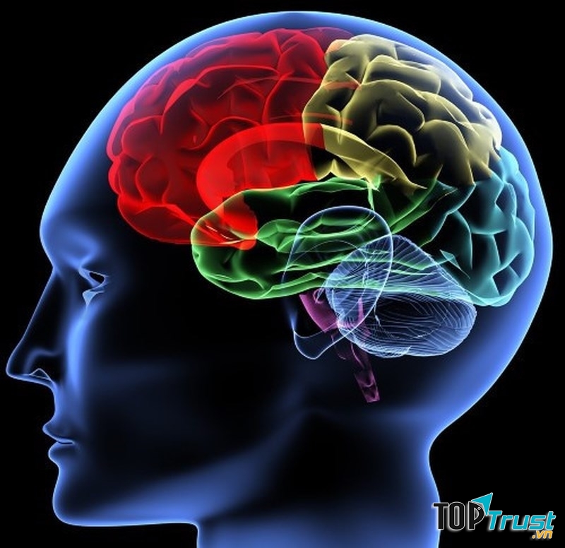 Suy giảm trí nhớ