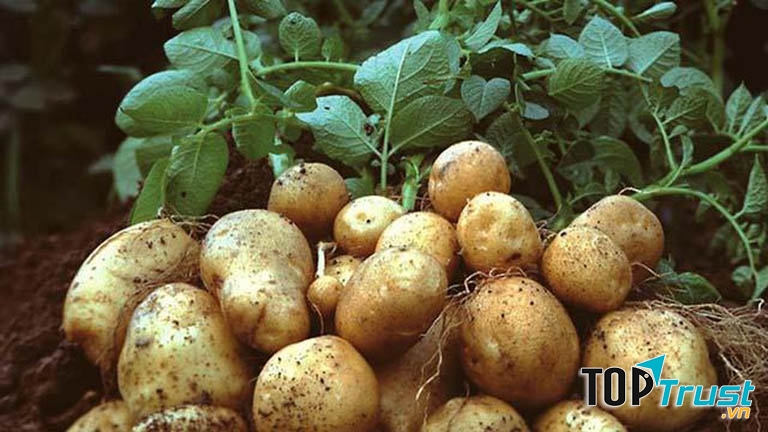 Củ khoai tây